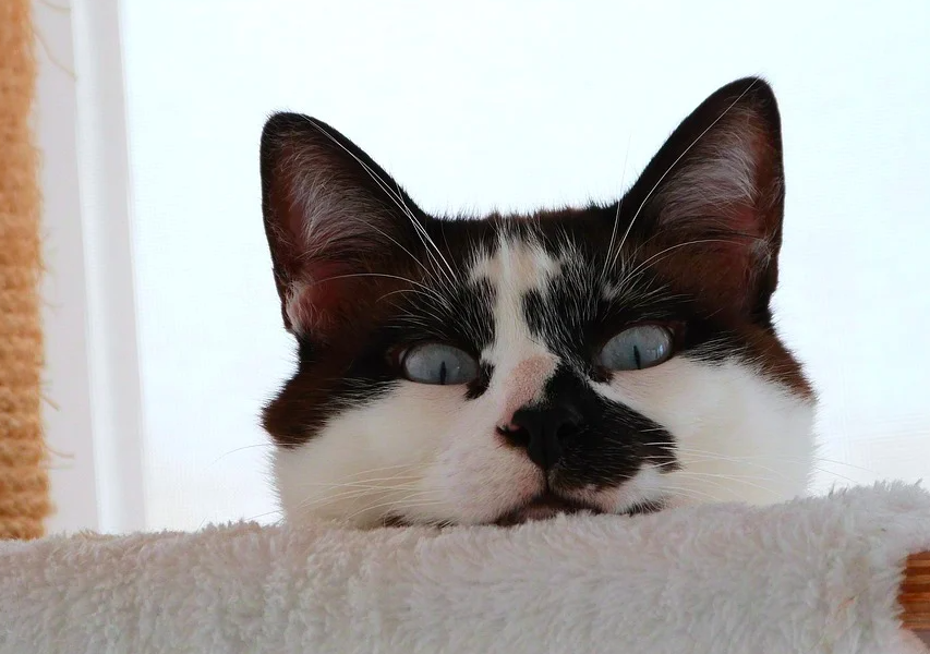 Cross-Eyed Cats and Smelly Schnauzers