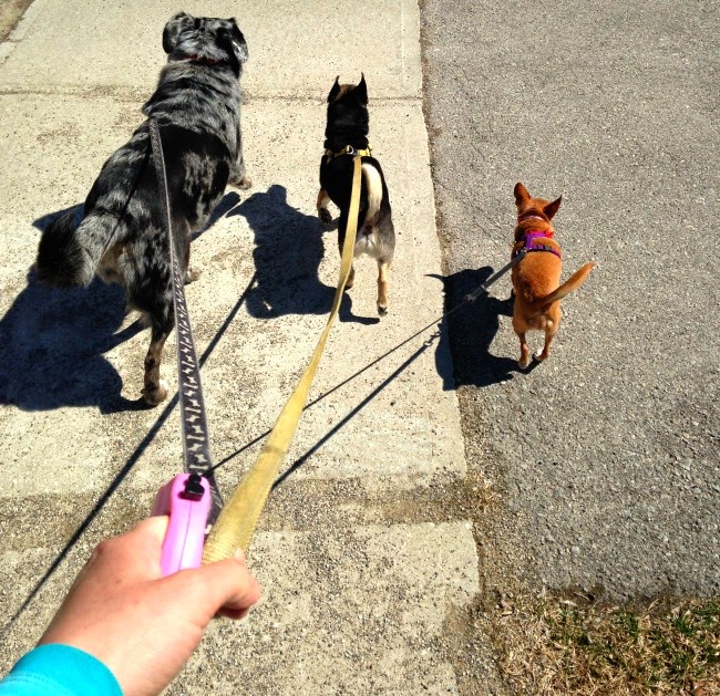Crazy Dog Walking Lady