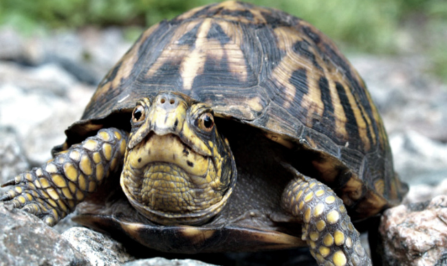 Beware The Snapping Turtle